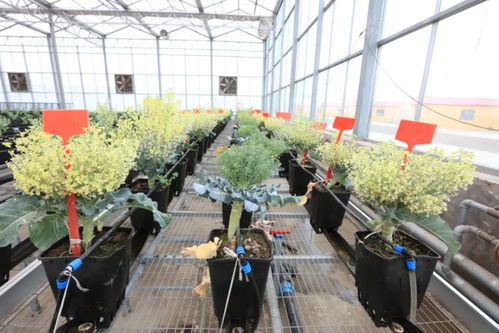 花菜 西蘭花 傻傻分不清楚 來西青漲知識