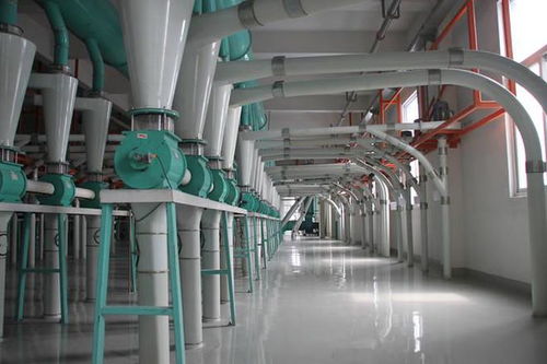 杭州人愛吃的面條包子都離不開它 新小麥上市,跟小時記者一起去面粉廠靈市面