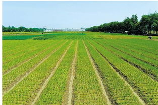 嚴格執法 主動作為 做好永久基本農田保護這篇文章