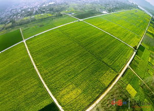 杭州三墩華聯村 助力鄉村振興 擺開全域土地綜合整治 龍門陣